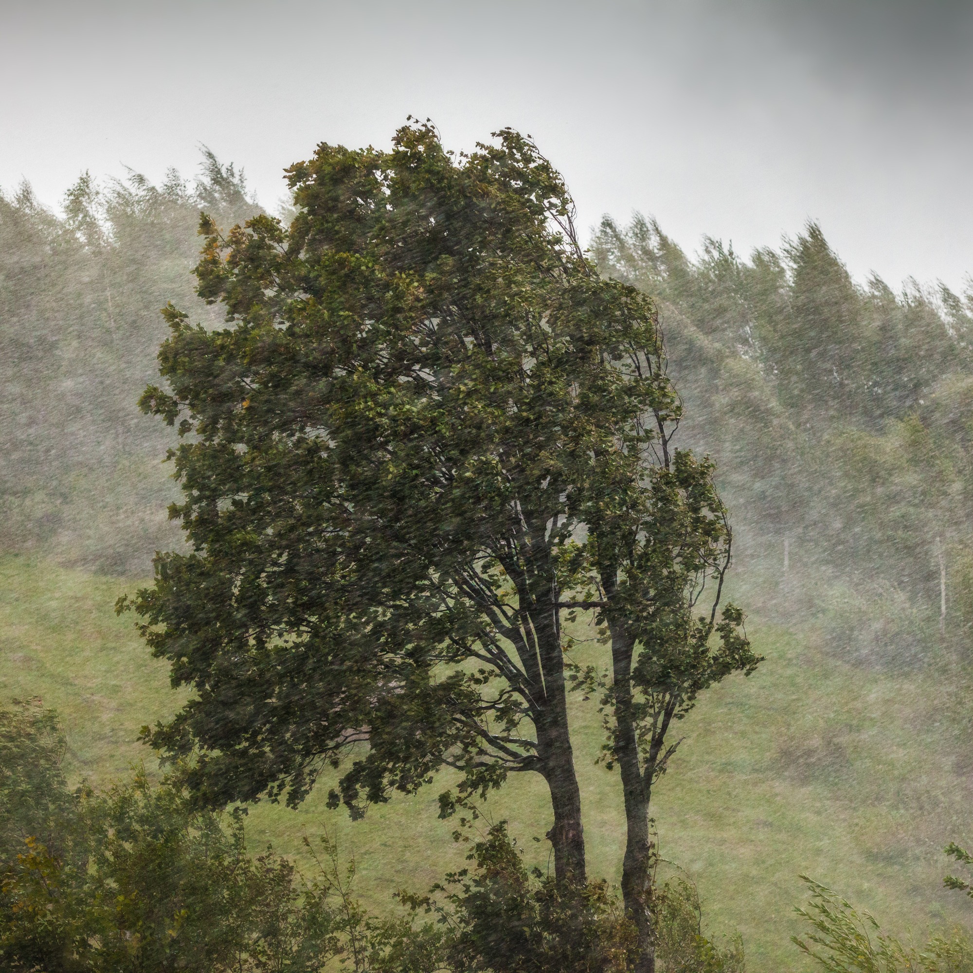 Tree in a forest under a windy storm