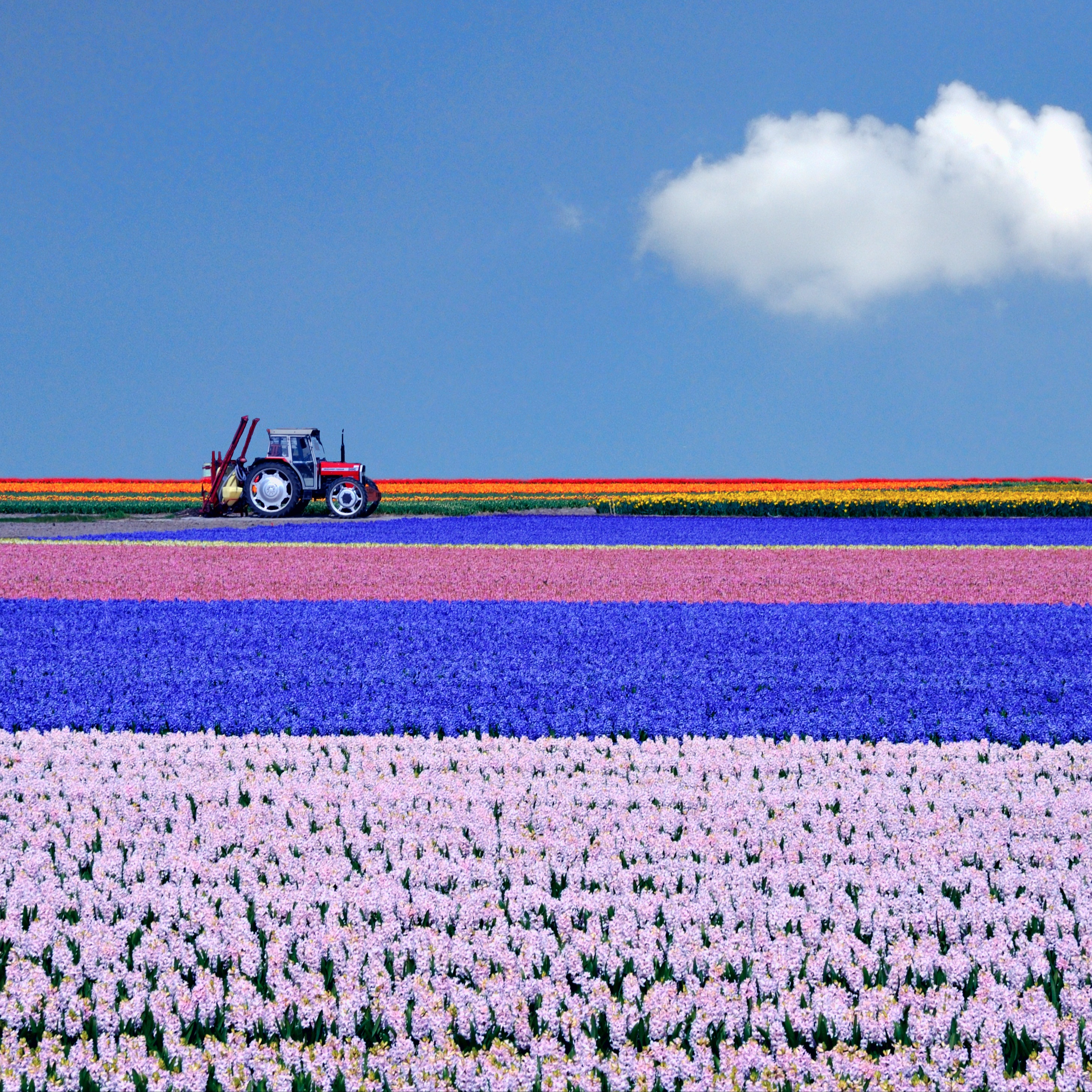 Tractor plowing in color farm