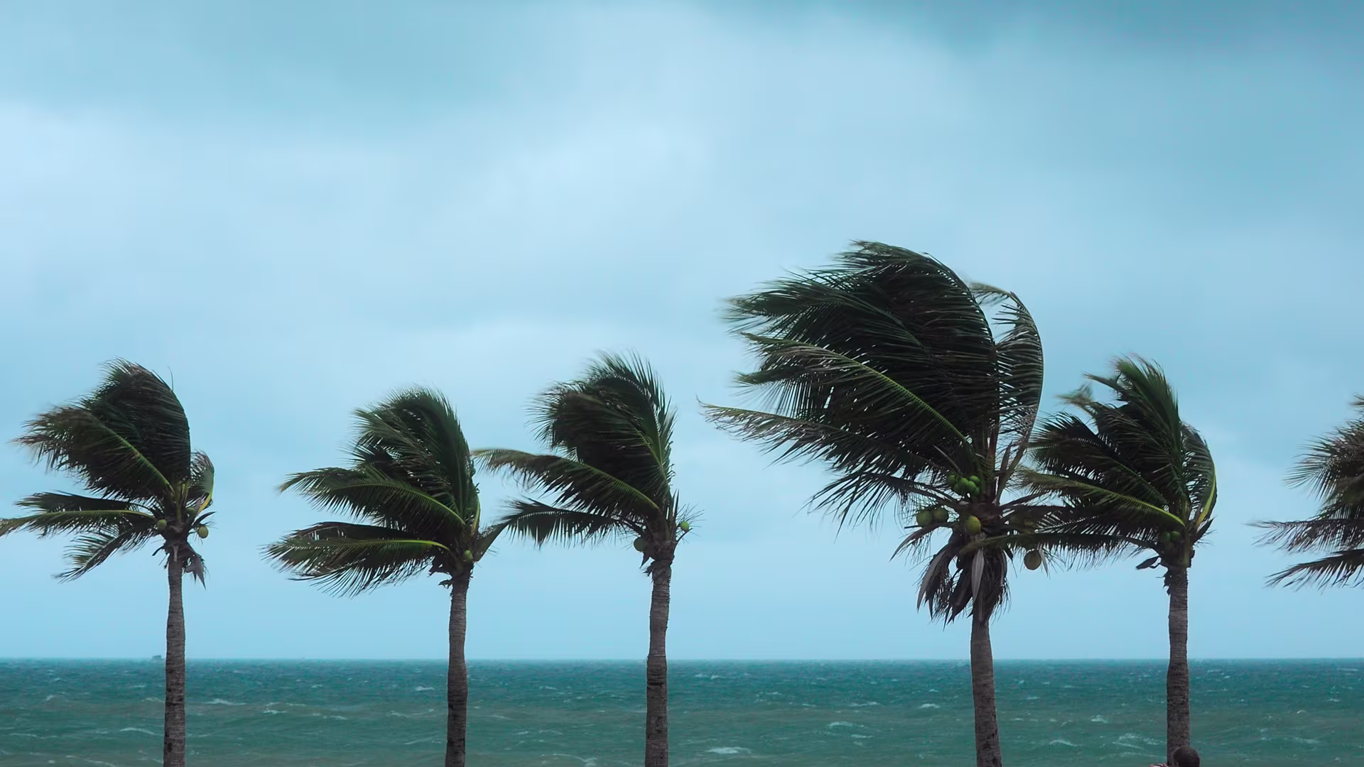 Palm trees at a beach on a windy day