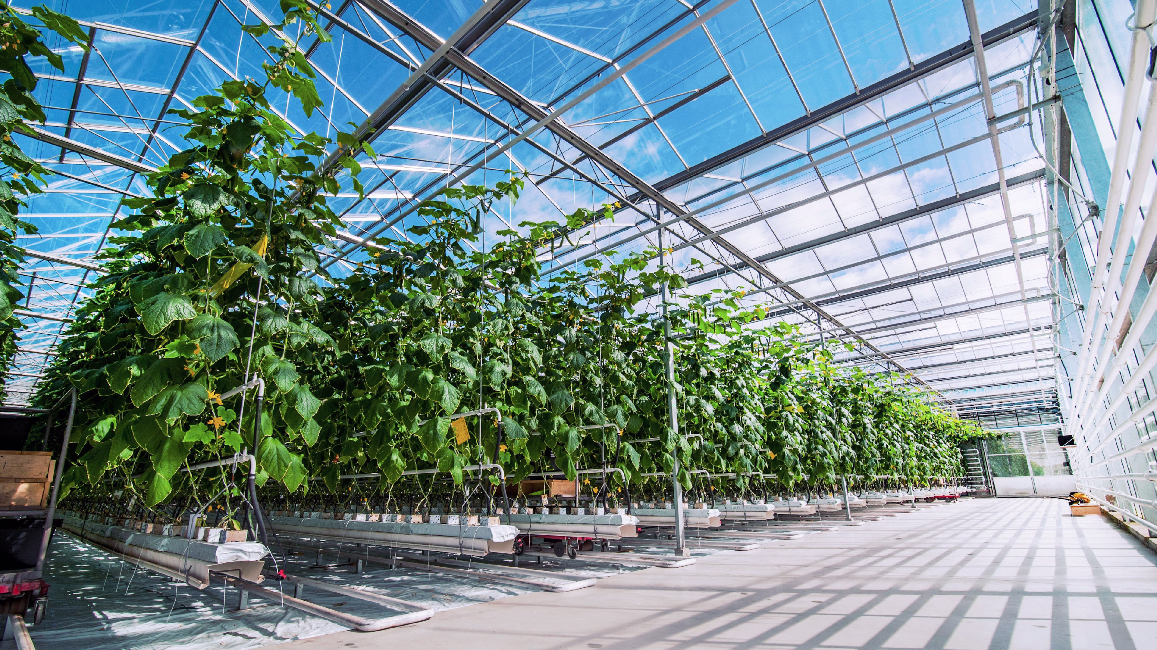 Greenhouse with plants in a sunny day.