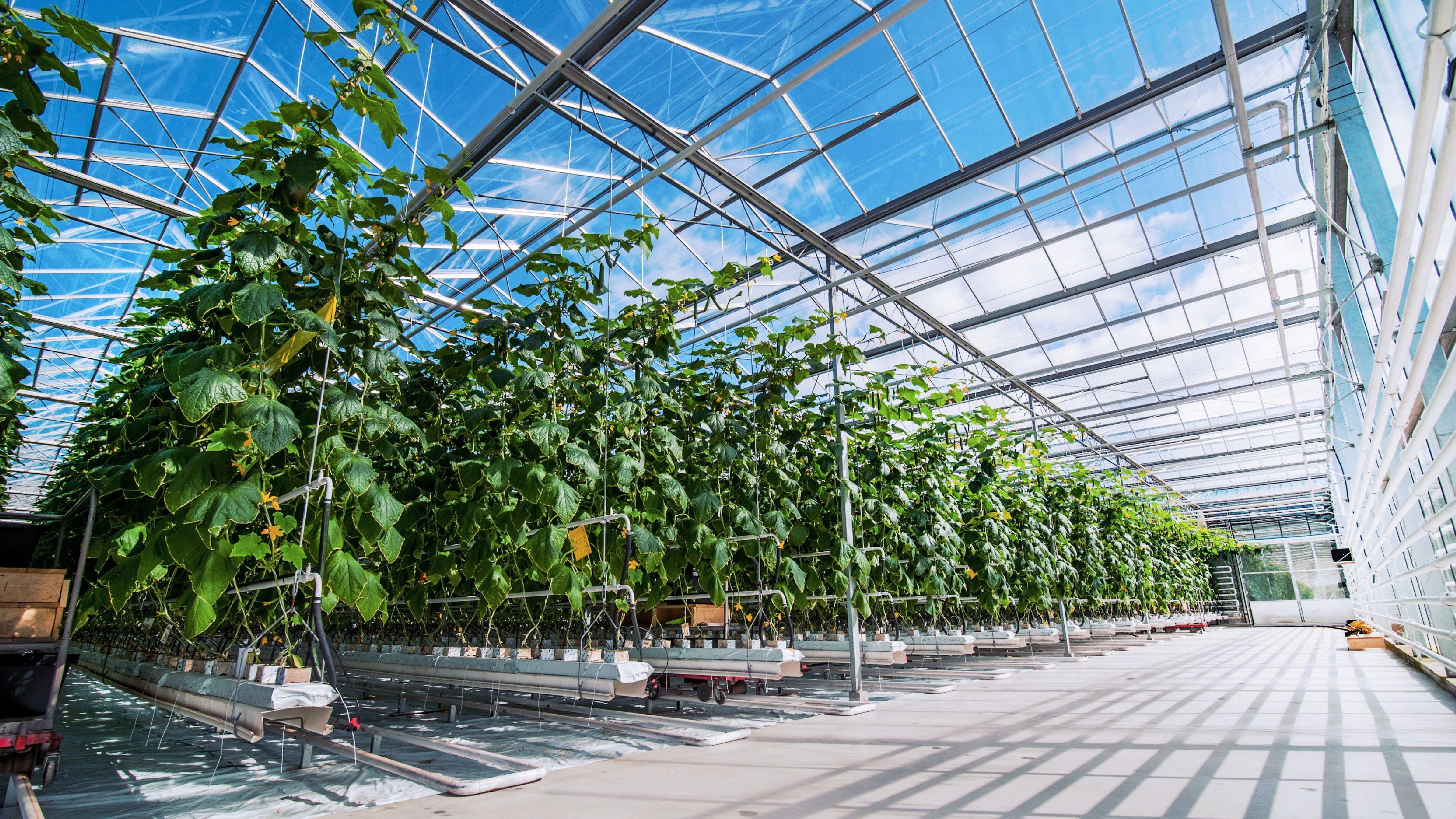 Greenhouse with plants in a sunny day.