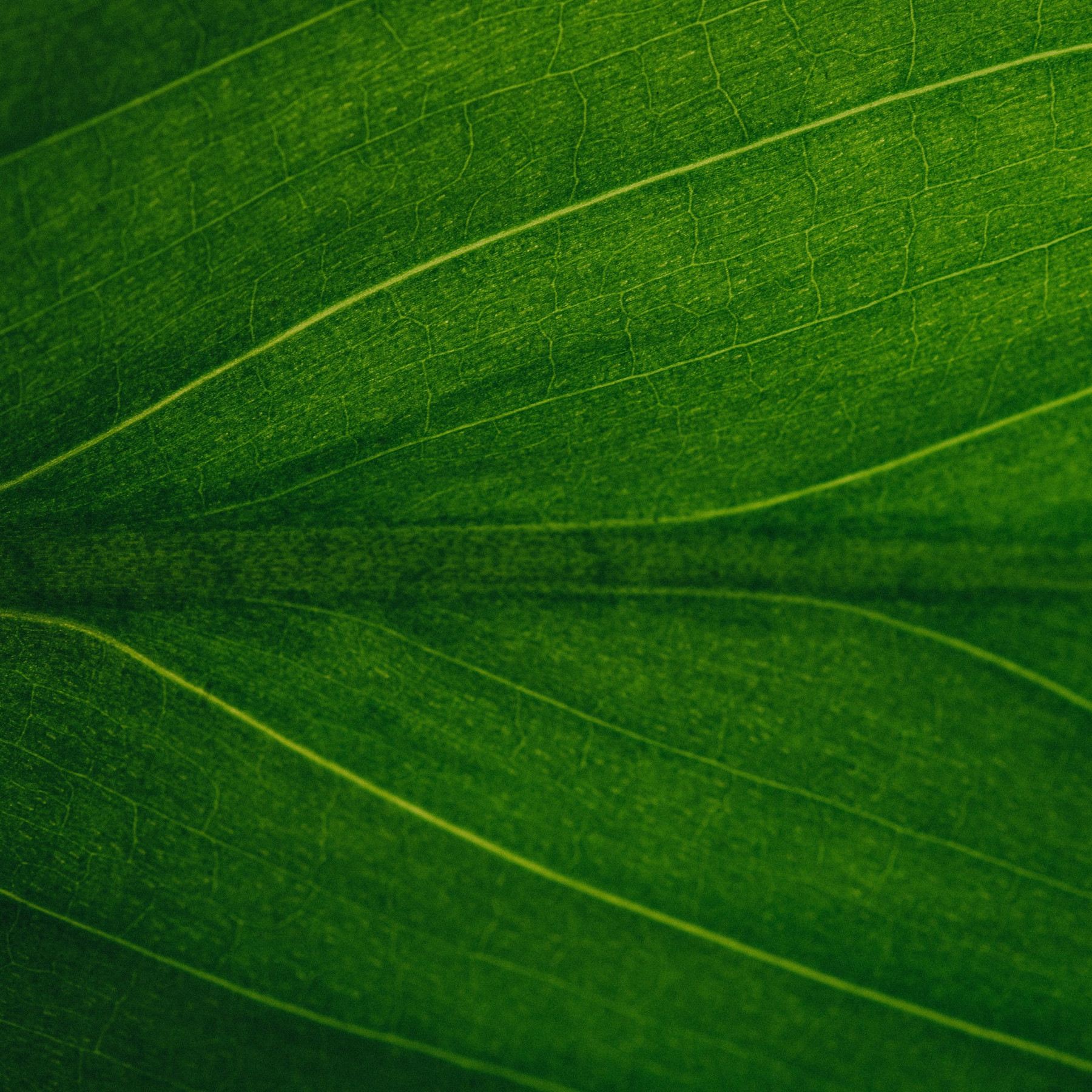 Close-up of a green leaf showing its texture and veins.