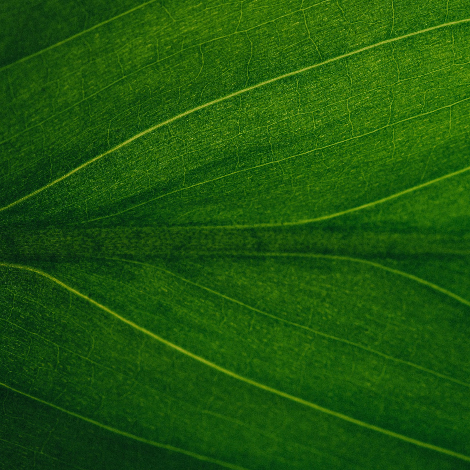 Close-up of a green leaf showing its texture and veins.