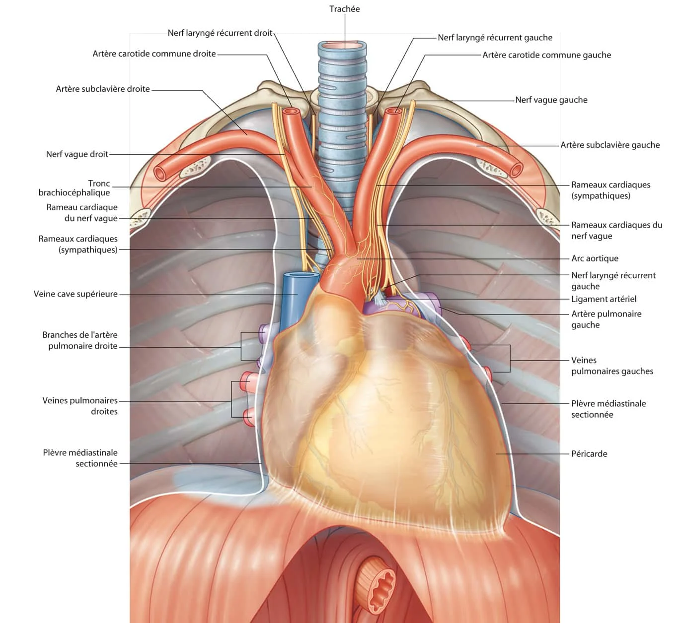 Médiastin supérieur - artères et nerfs