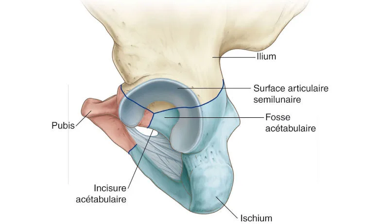Acétabulum gauche.