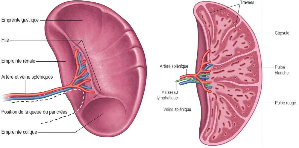 L'anatomie de surface des faces antérieure, médiale et inférieure de la rate. Une coupe de la rate. 