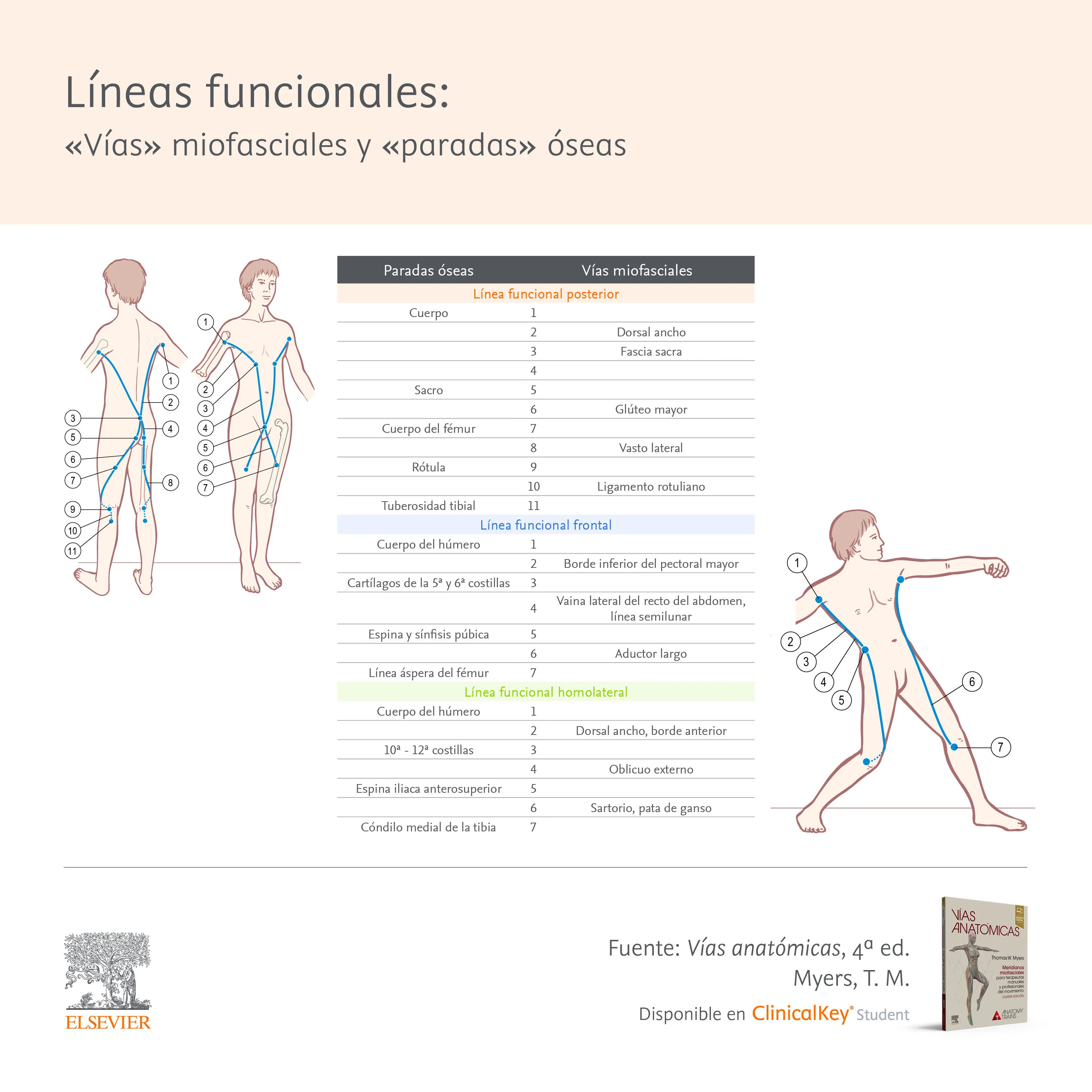 Infografia: Líneas funcionales: vías miofasciales y paradas óseas