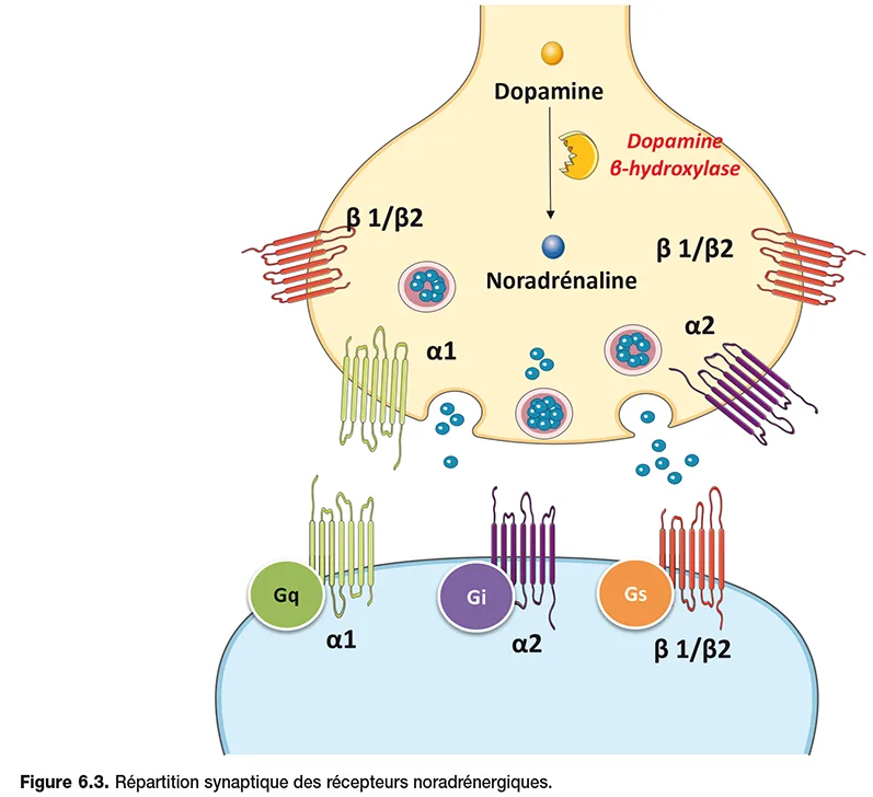 Pharmacologie du système noradrénergique — free download