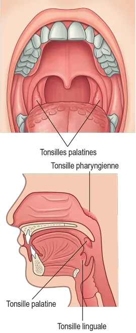 Les principales tonsilles de la bouche et du pharynx.