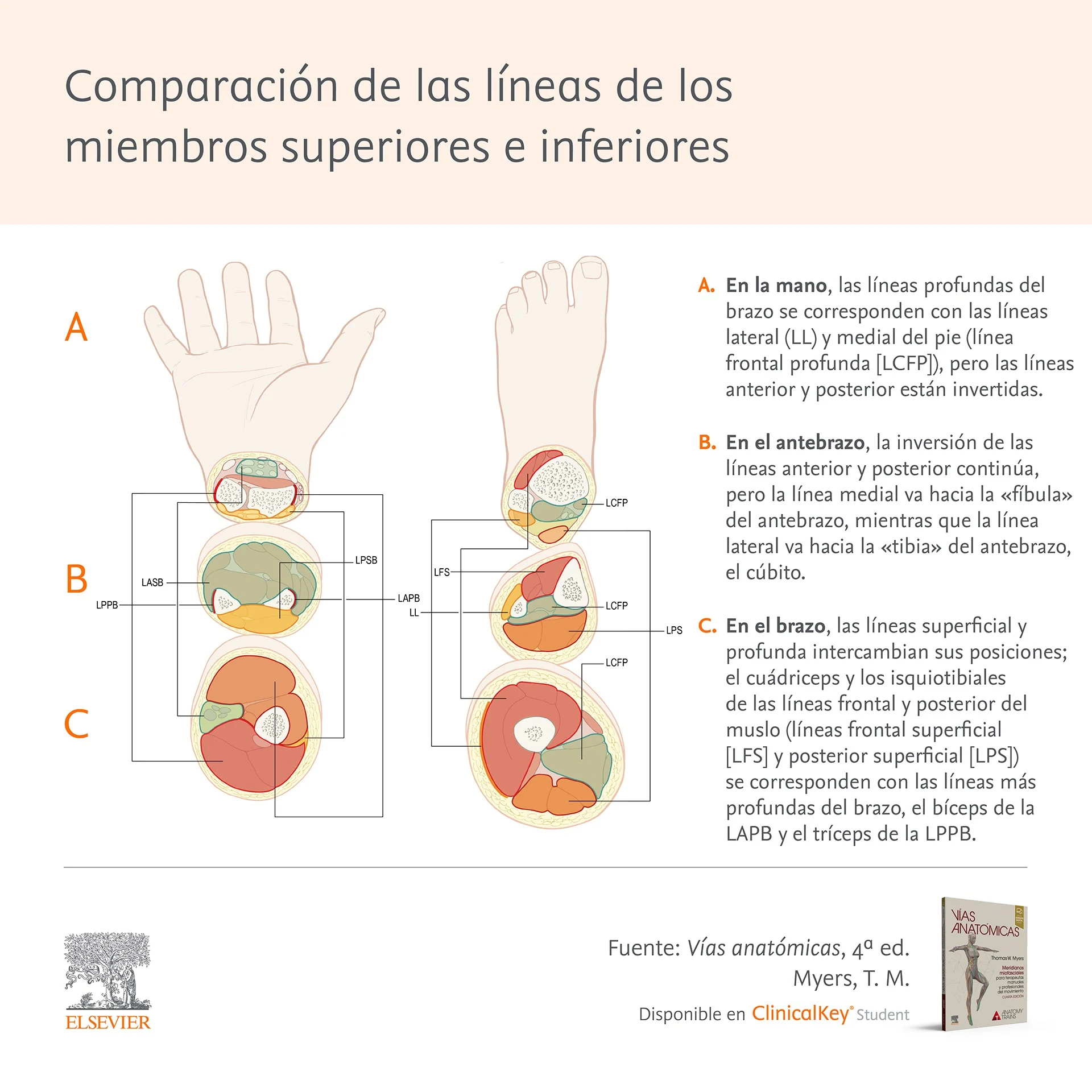 Infografia SLM Myers miembros superiores inferiores