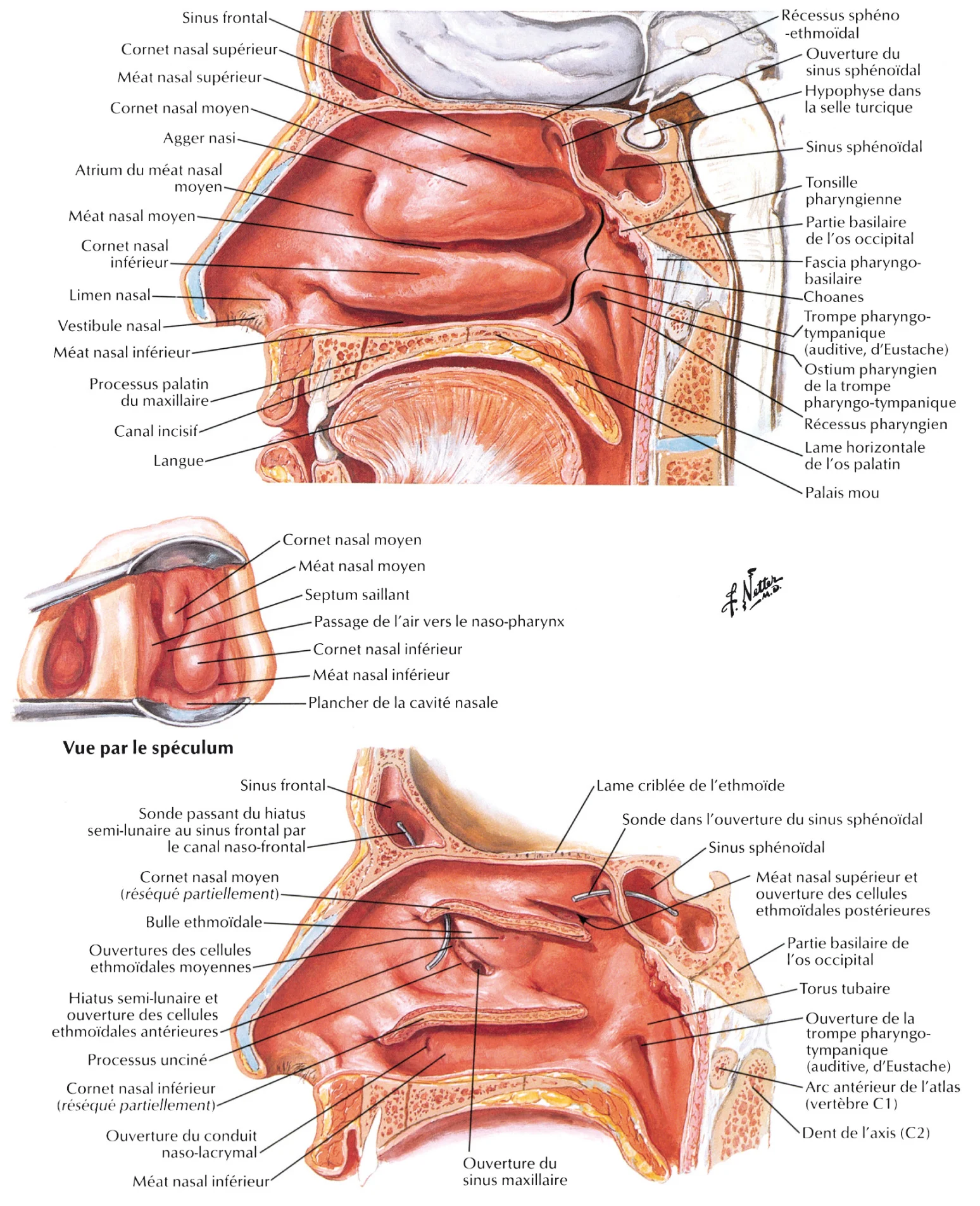 Figure 1.5 . Le mur latéral de la cavité nasale.