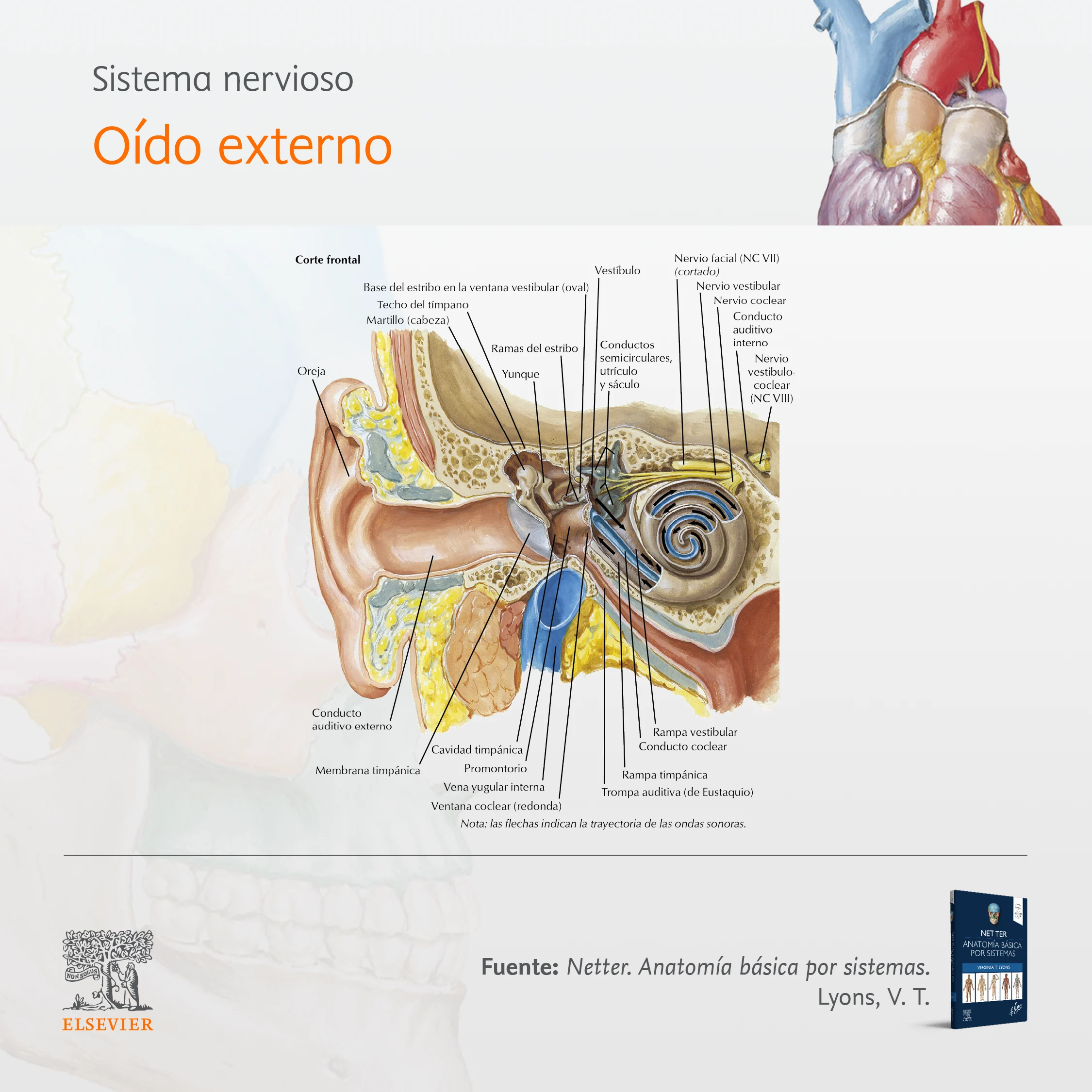 Sistema nervioso - Oído externo