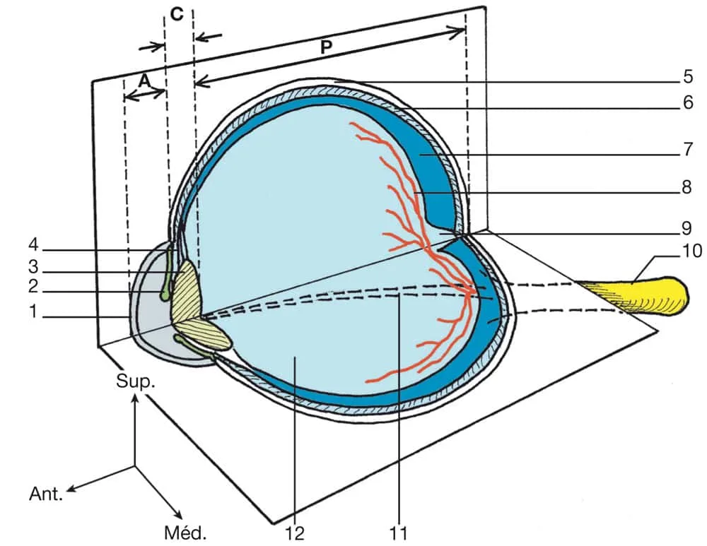 Globe oculaire (coupes sagittale et transversale)