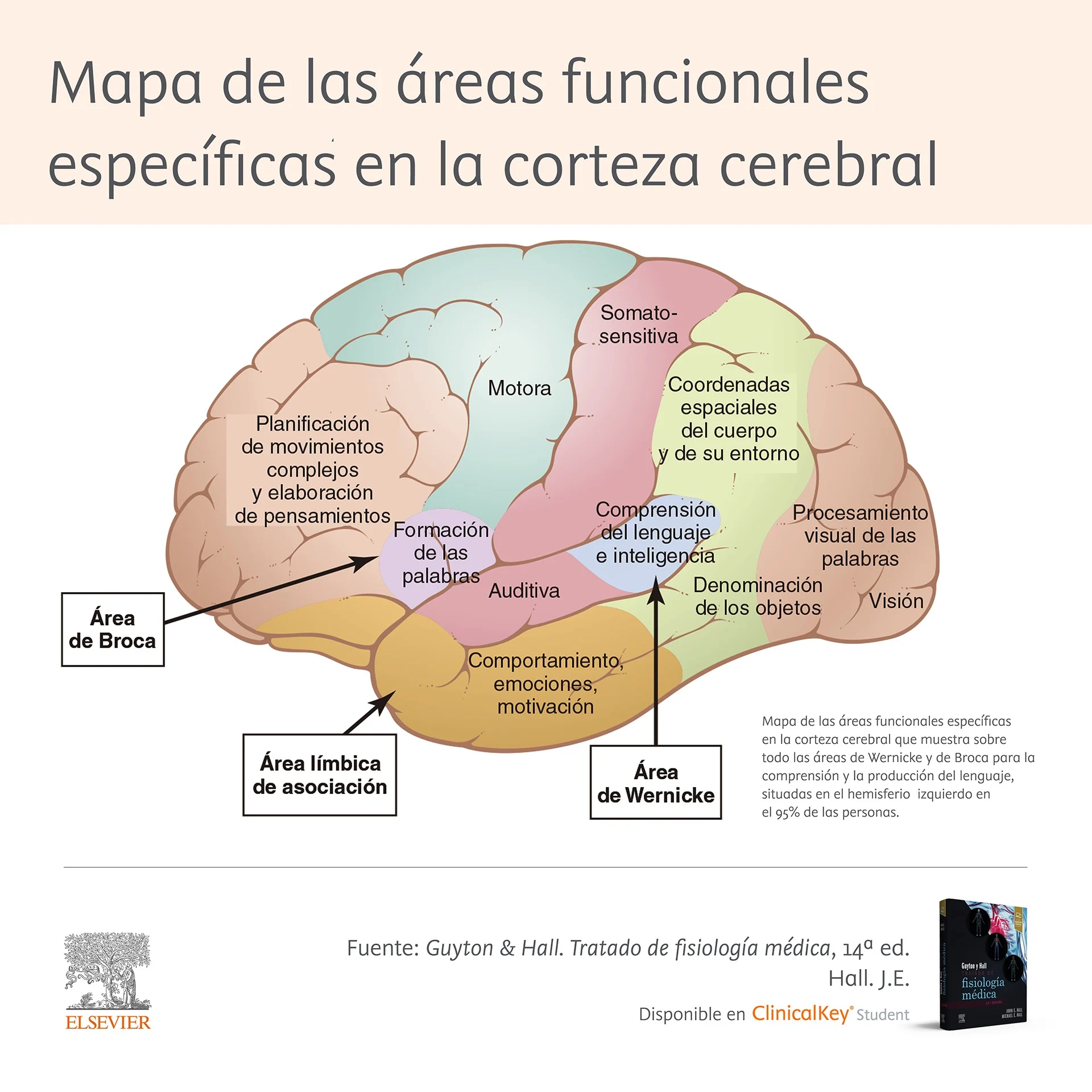 Mapa de las areas funcionales especificas en la corteza cerebral