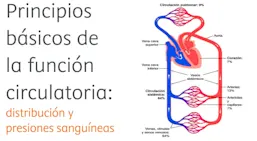 Principios básicos de la función circulatoria: distribución y presiones sanguíneas