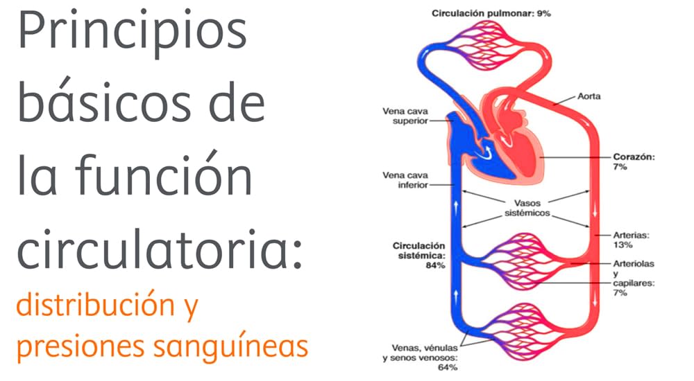 Apuntes de Fisiología: la función circulatoria