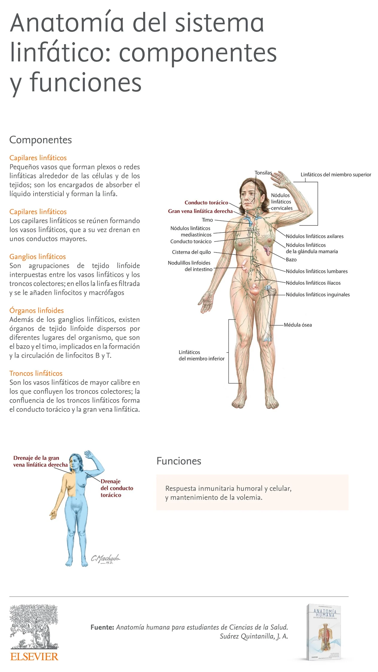 Infografia Quintanilla Sistema Linfatico