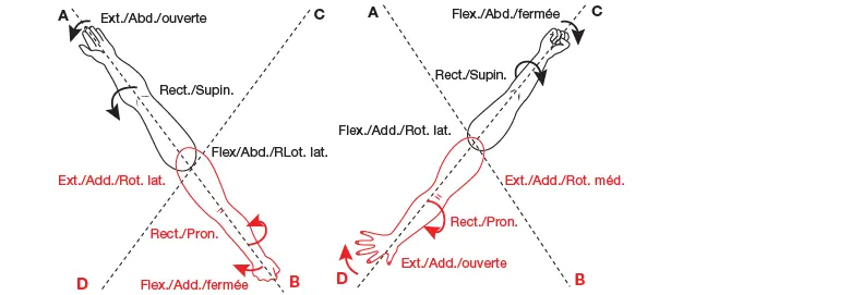 Diagonales de Kabat pour le membre supérieur. 