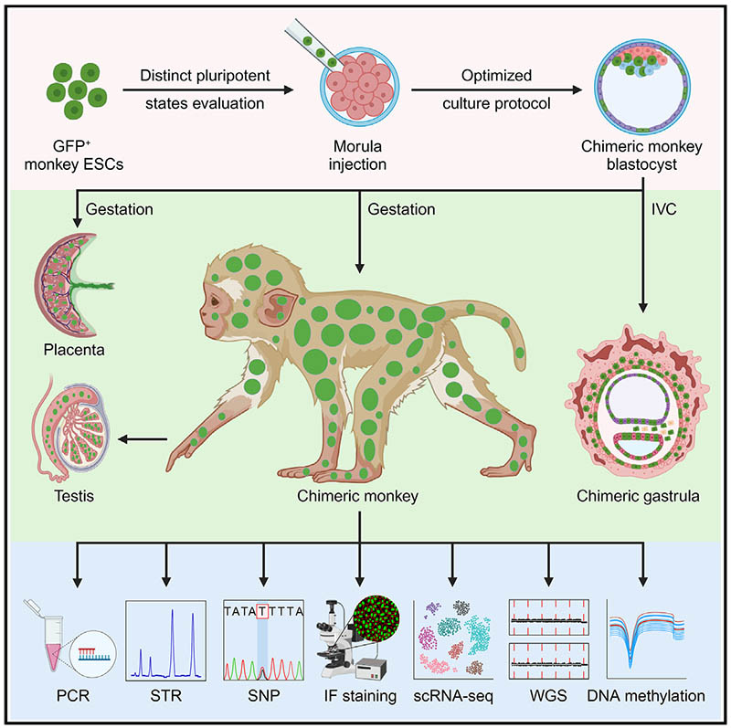 First Live Birth Of A Chimeric Monkey Using Embryonic Stem Cell Lines