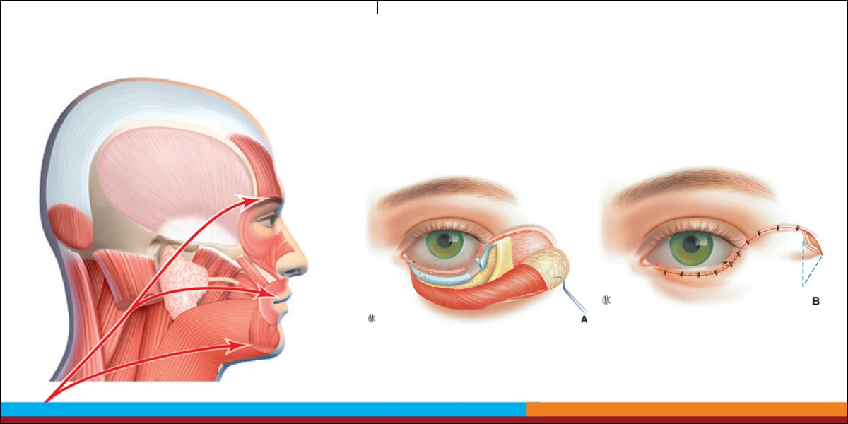 Banner - Le nerf facial - de la paralysie faciale à la réhabilitation