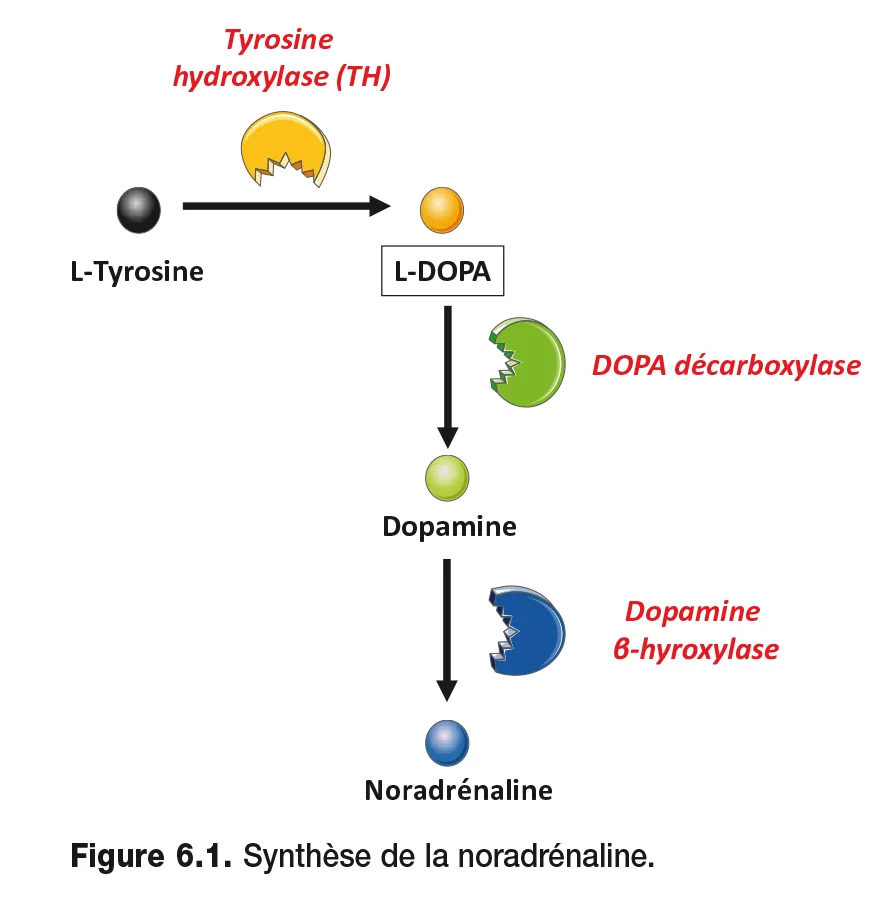 Figure 6.1