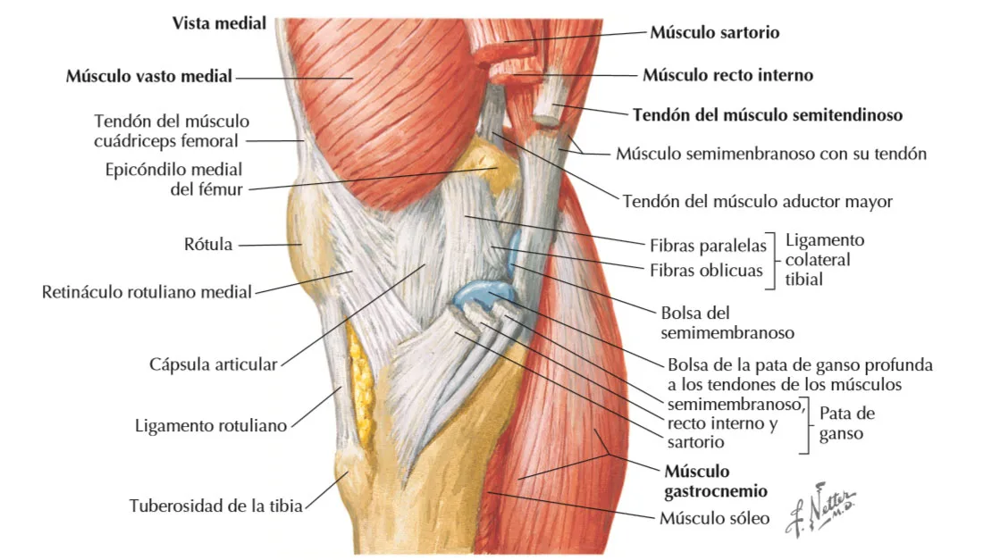 Rotula Netter Lesiones de rodilla: hipótesis inicial basada en la anamnesis