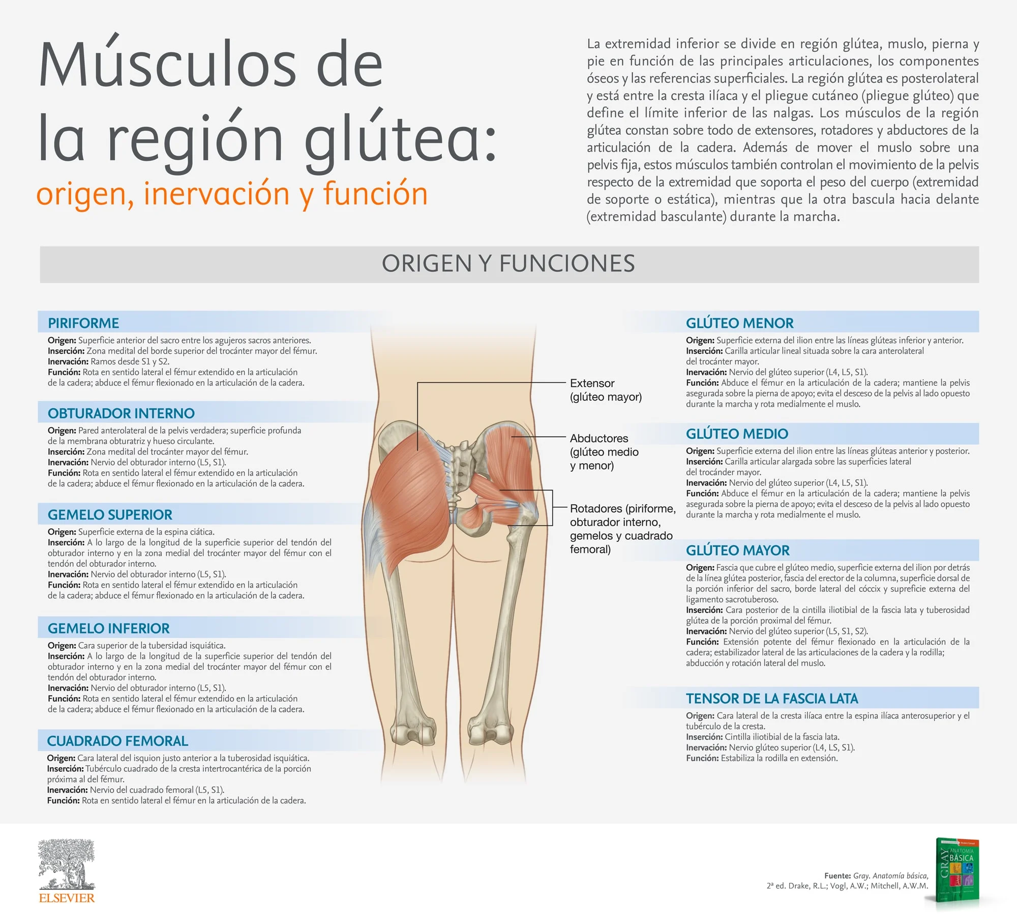 Músculos de la región glútea: origen, inervación y función
