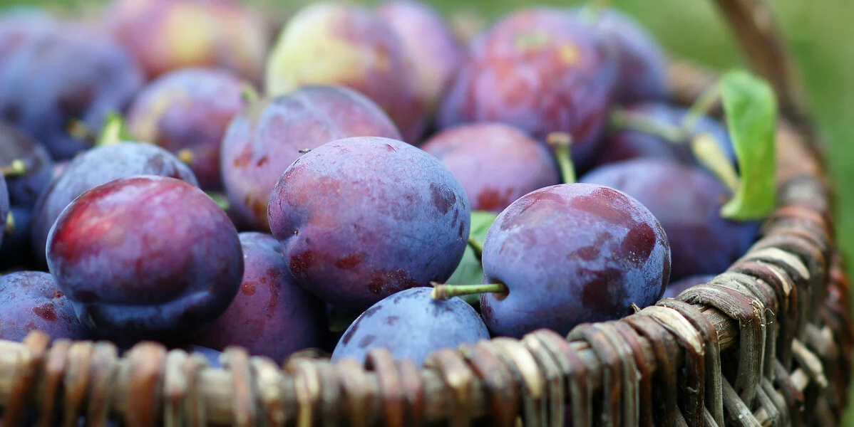basket-full-of-plum