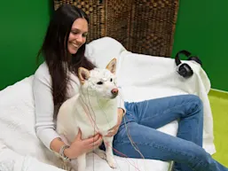 Researchers measured brain activity of dogs using non-invasive EEG with the owners taking part in the experiment. (Photo by Oszkár-Dániel-Gáti)