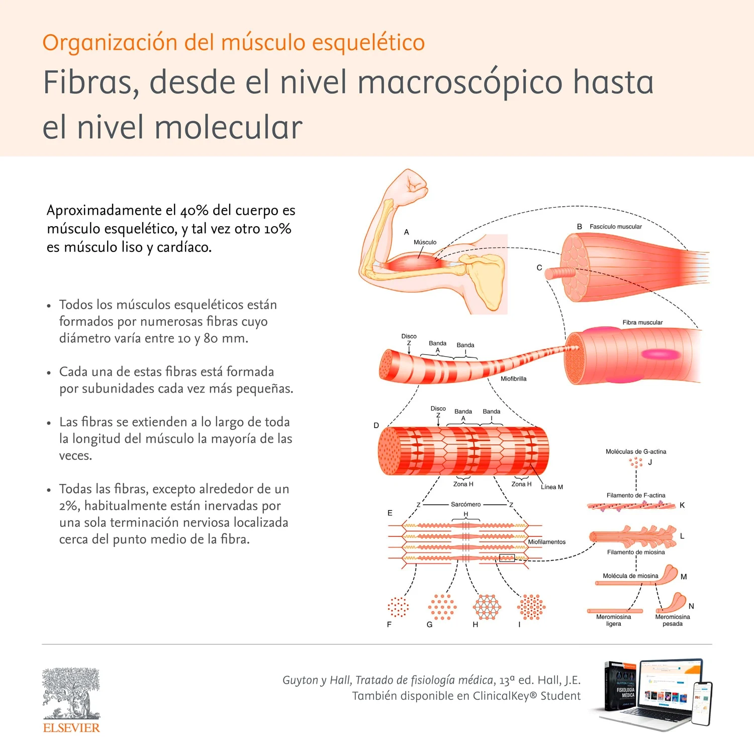 Infografia: Organización del músculo esquelético