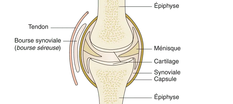 Schéma d'une diarthrose en coupe