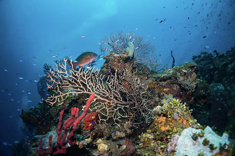 Coral reef in Roatán, one of the Bay Islands of Honduras (Photo by Martin Legize)