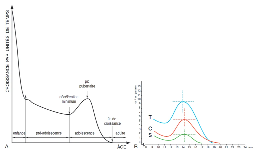 Figure 2.16 Courbes de croissance selon Bjork