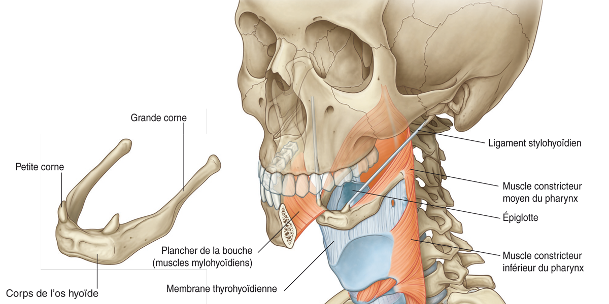 anatomie du cou humain