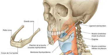 manuel anatomie COU