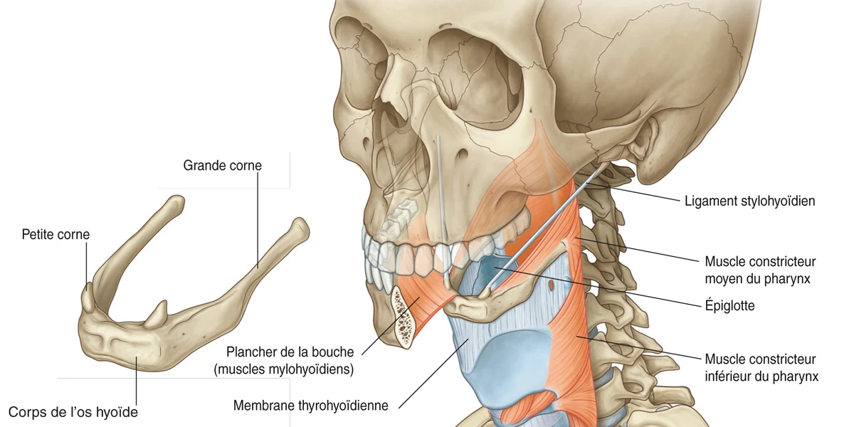 manuel anatomie COU