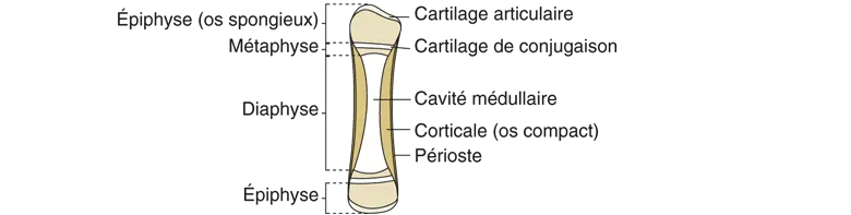 Constitution d'un os long.