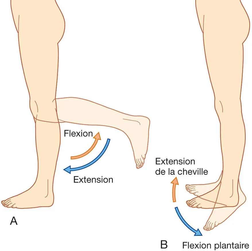 Mouvements du genou et de la cheville : Flexion et extension du genou ; Flexions plantaire et dorsale de la cheville.