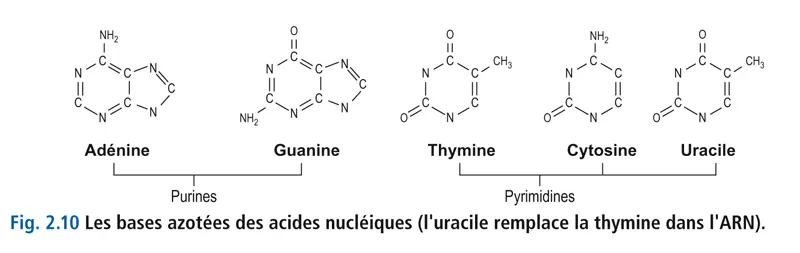 Fig 2-10 Les bases azotèes des acides nuclèiques