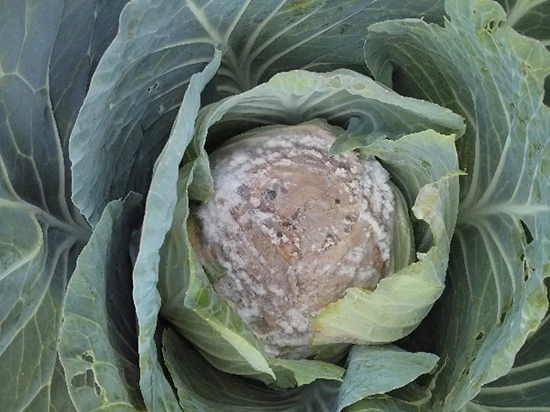A photo of a cabbage infected with potentially devastating white mold. Dr Attanayake and her research team were the first to identify this mold on cabbage in Sri Lanka.