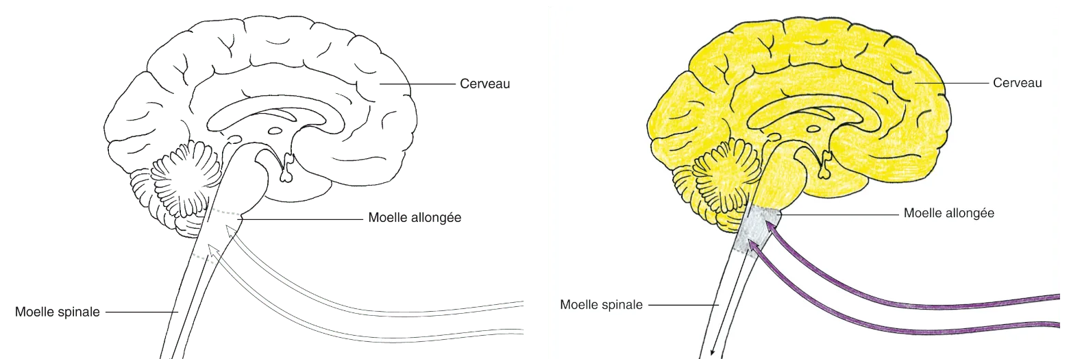 Spinale Apprendre l'anatomie et la physiologie en coloriant