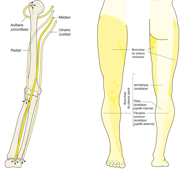 Trajet des principaux nerfs du membre supérieur; Innervation sensitive du membre inférieur