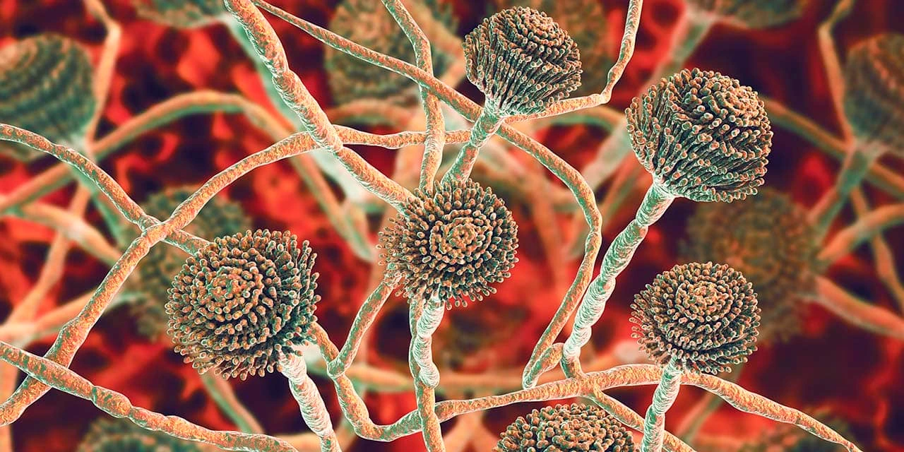 Computer illustration of fruiting bodies (conidiophores) and hyphae of the fungus Aspergillus fumigatus. (Image by Kateryna Kon/Science Photo Library via Getty Images)