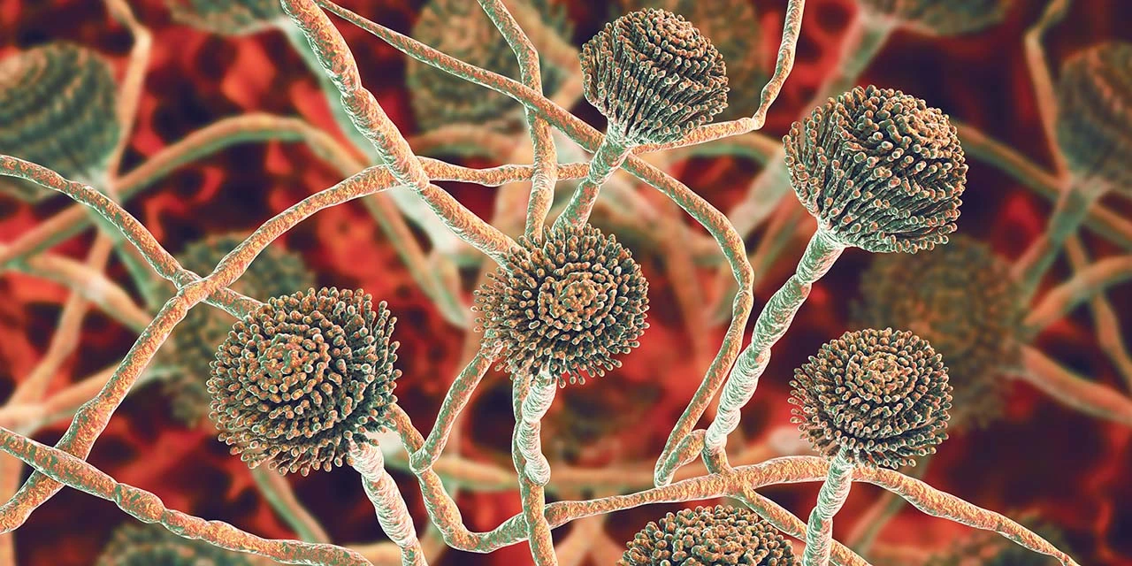 Computer illustration of fruiting bodies (conidiophores) and hyphae of the fungus Aspergillus fumigatus. (Image by Kateryna Kon/Science Photo Library via Getty Images)