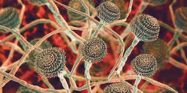 真菌烟曲霉子实体（分生孢子）和菌丝的计算机图解。（图片由Kateryna Kon/科学图片库通过Getty Images提供）