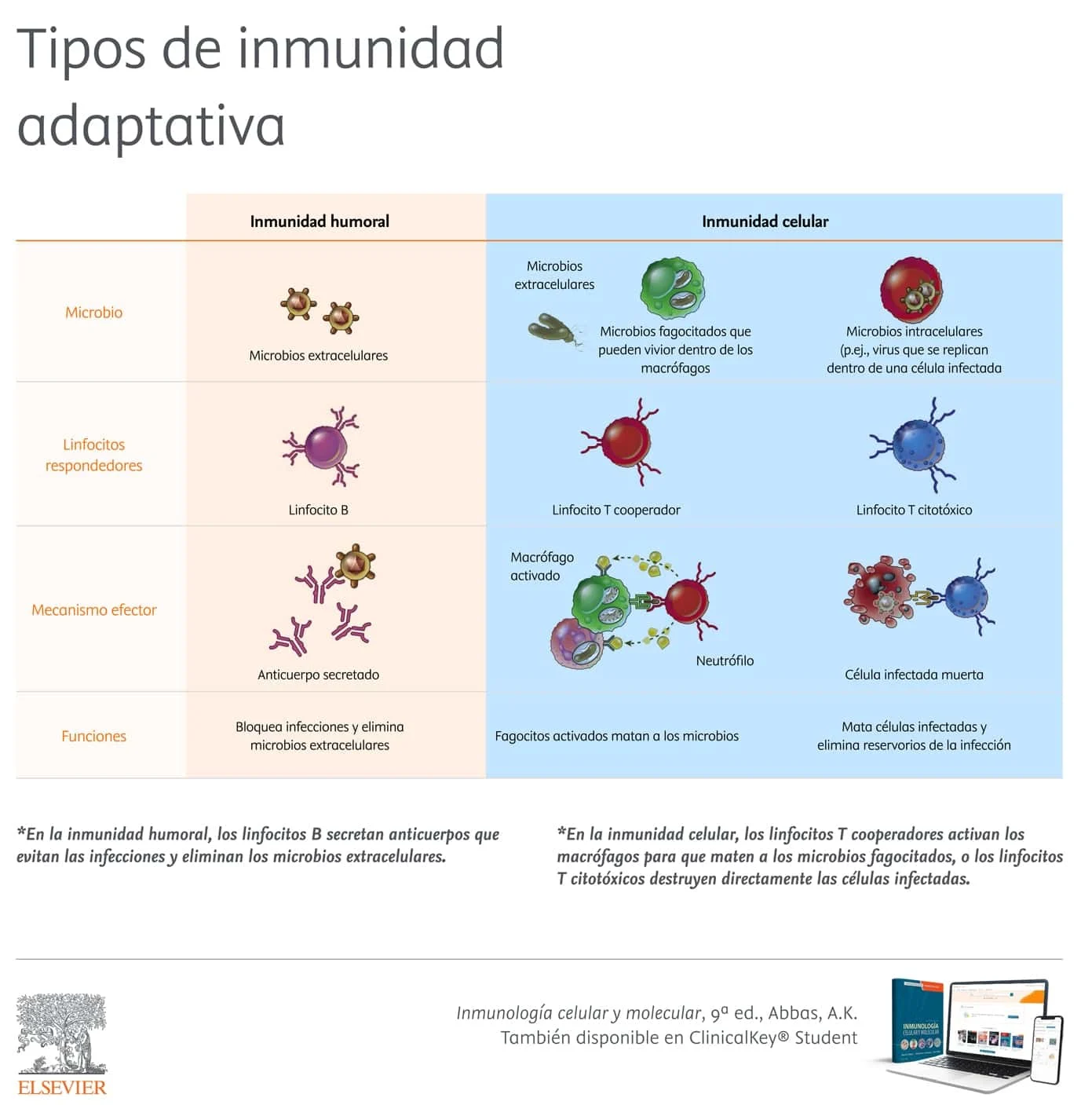 Infografia: Tipos de inmunidad adaptativa