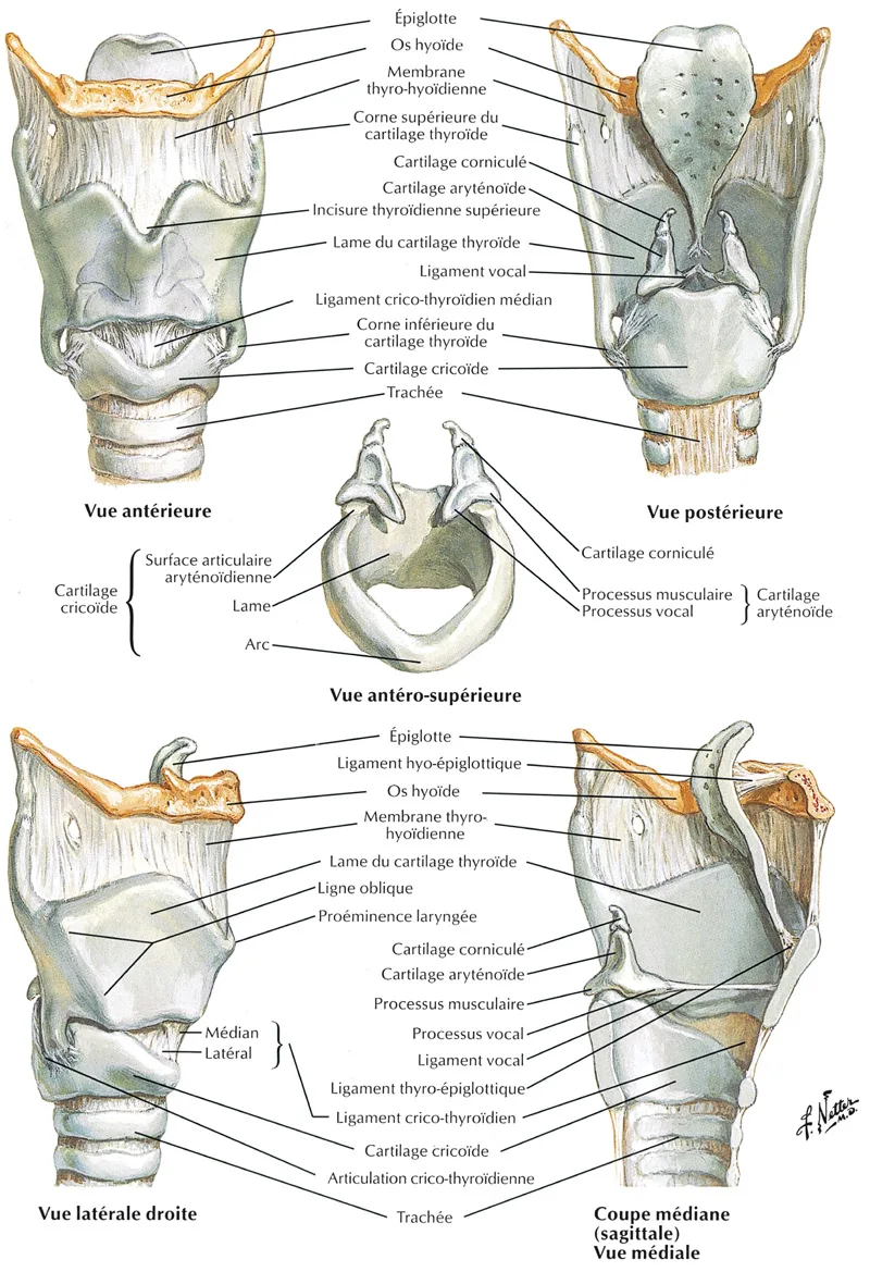 Figure 1.7 . Les cartilages du larynx.