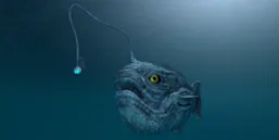 Not all that glitters is gold