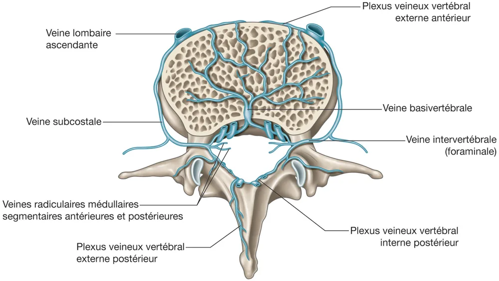 Figure 8.2 Vascularisation veineuse vertébrale.