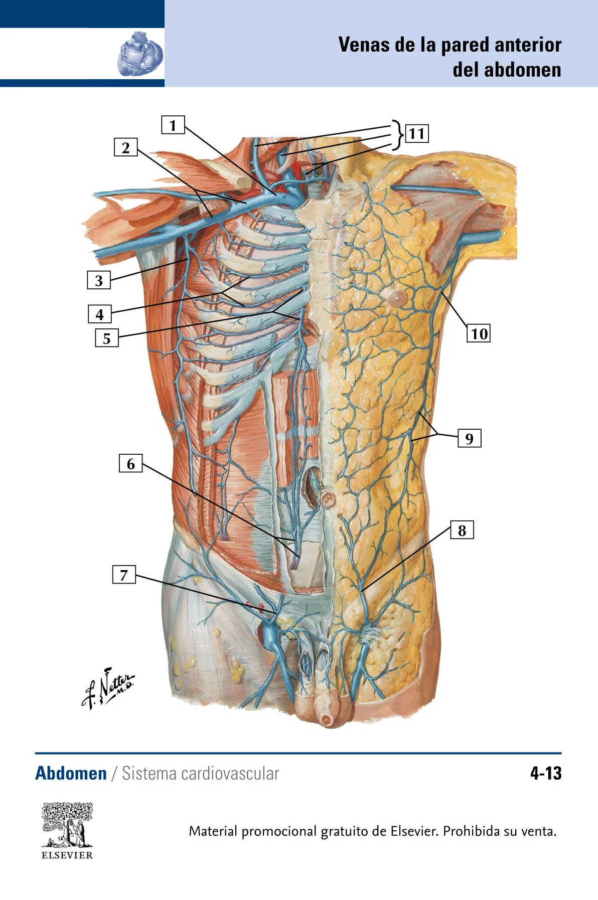 Flashcards de anatomía